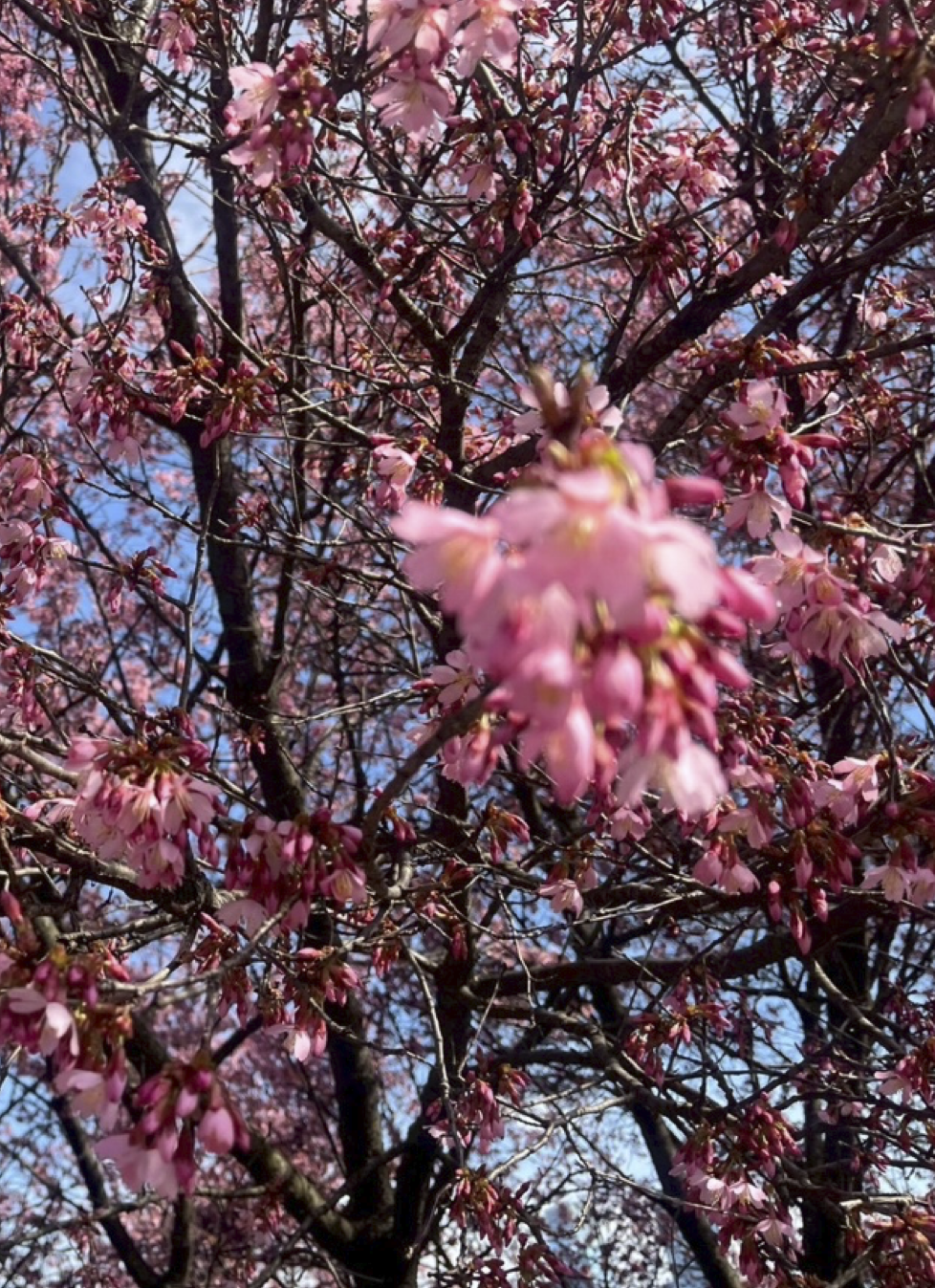 フィラデルフィアの桜